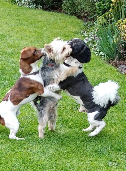 Muttleys 5* Home-boarding Service for dogs - Pet Shop in Sheffield