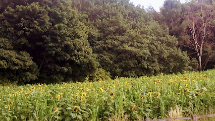 Patient Pooches Dog Walking and Care