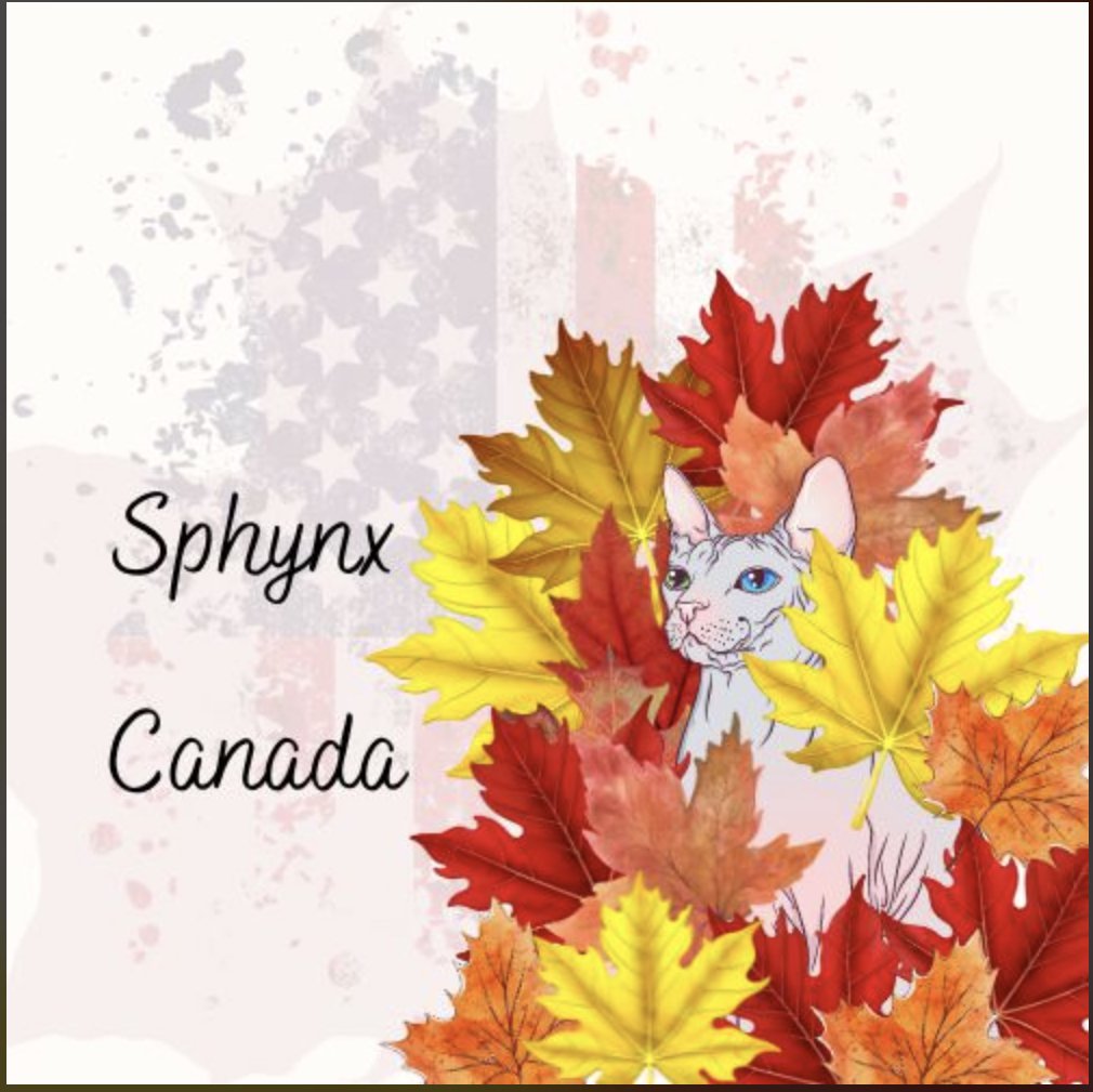 Sphynx Canada Cattery - Photo 2