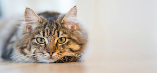 Leslie's Dog Walking & Pet Sitting Services