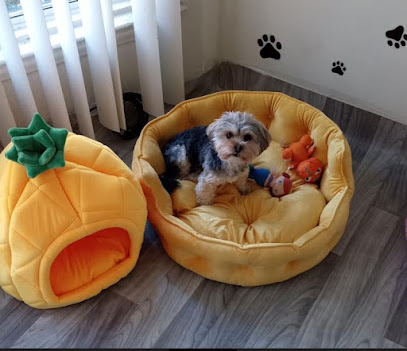 Detroit Dog Nanny. Best Pet Sitter -Boarding-Dog Day Care