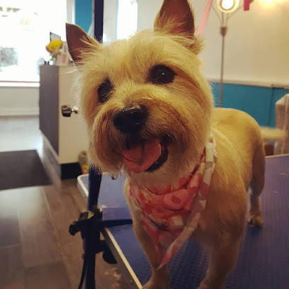 Spaws Salon and Doggy Day Spa - Pet Shop in Detroit
