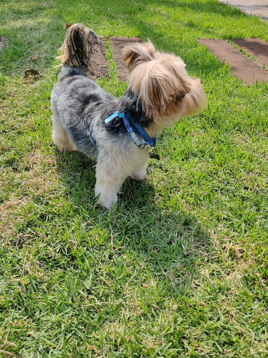 Hora do banho pet shop