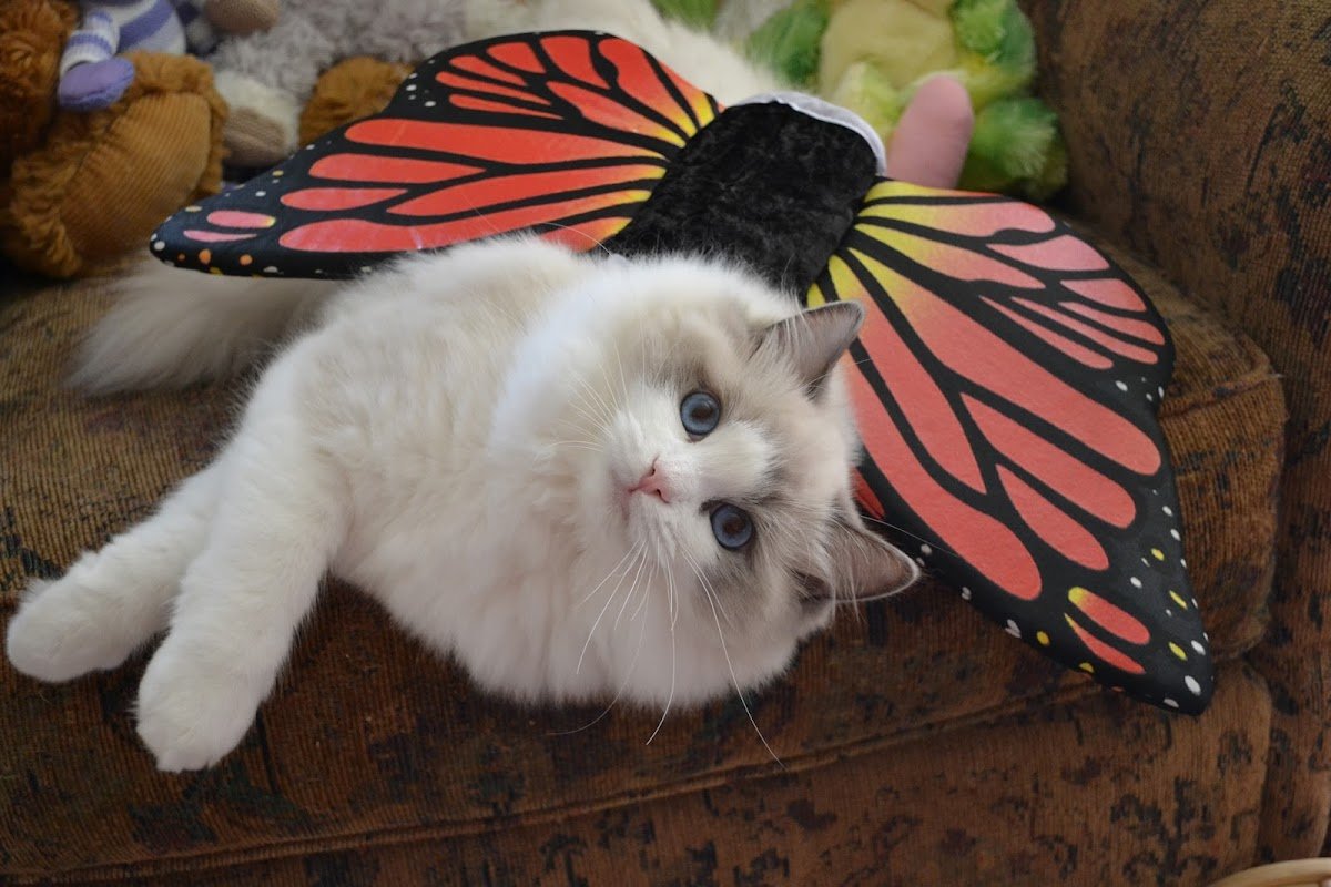 Ragtown Ragdolls - Photo 2
