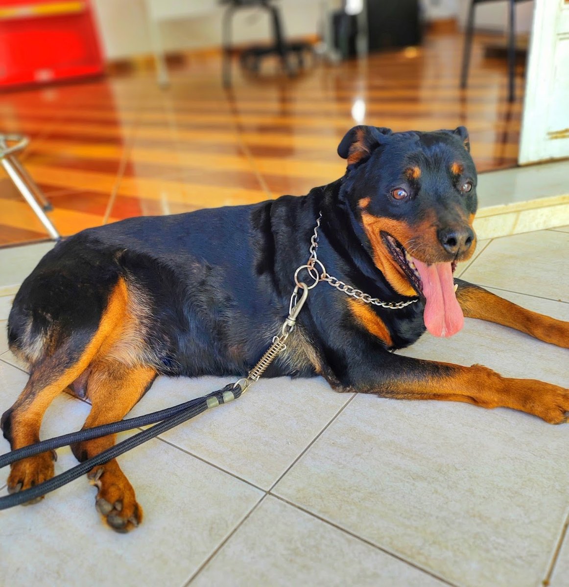 Policlínica Veterinária Gold