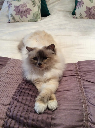 Washington Pet Services