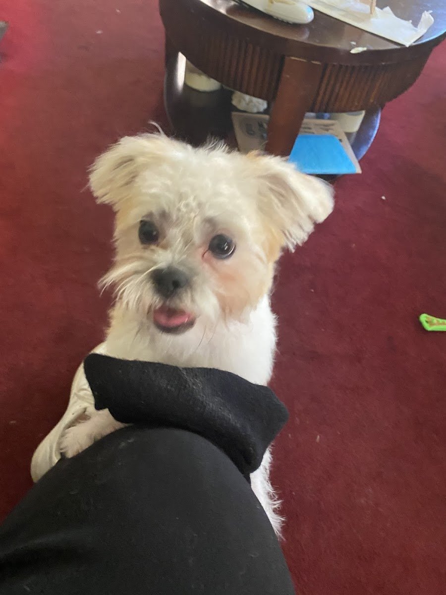 Put'n On The Dog - Photo 2