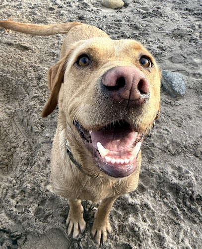 Olive & Oscar's Adventure Daycare & Pet Sitting