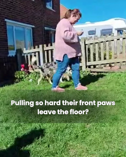 Distinguished Dog Training