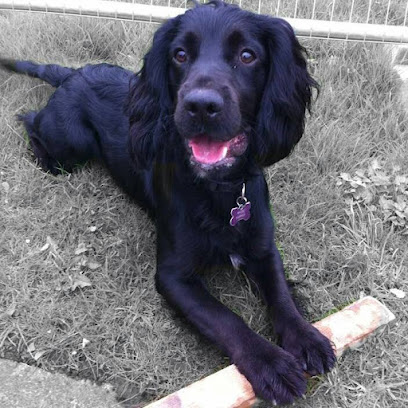 Bow Wow Bowie Pet Services