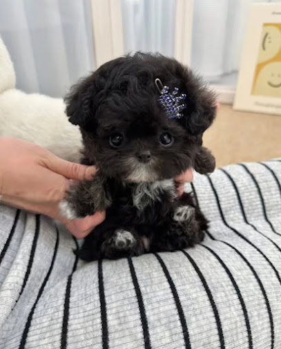 Teacup Puppies For Sale