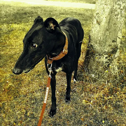 Peels Professional Pet Services