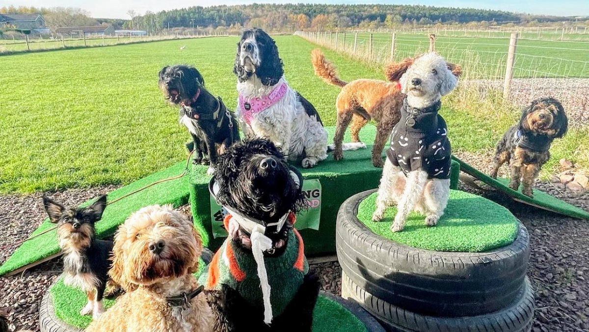 Mutts About Walking - Photo 2