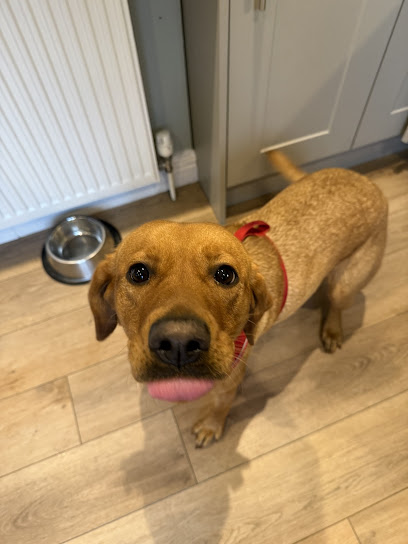 Northern Summit Animal Services