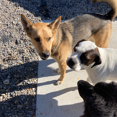 Playful Paws Dog Boarding and Services