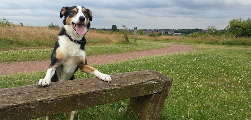 Sit Stay Walkies (IMDT)