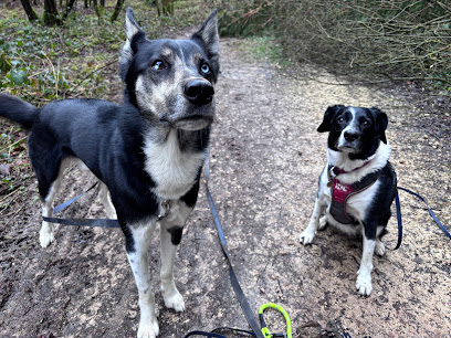 Ollie's Pet Care - Dog walker & pet sitter in Hucknall & the surrounding areas.