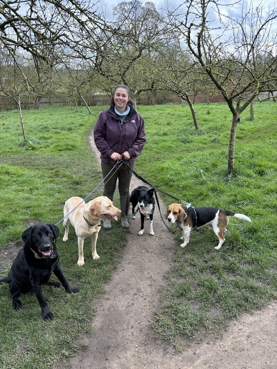 Paws Up Dog Training - Photo 2
