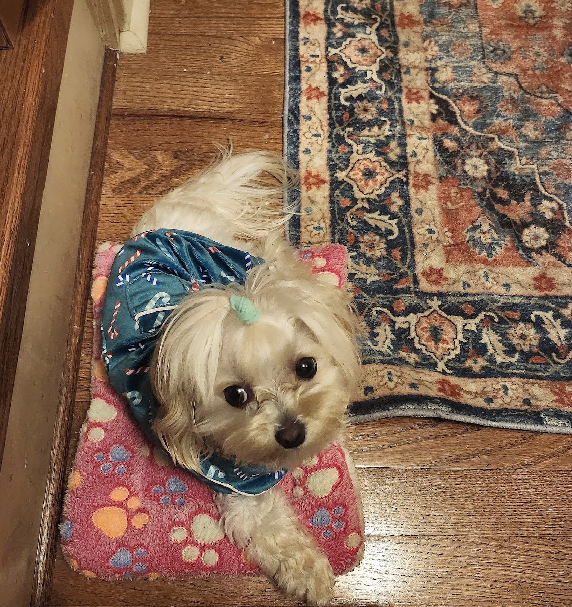 Pampered Pet Palace - Photo 2