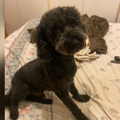 Ellie K's Pet Pop in's