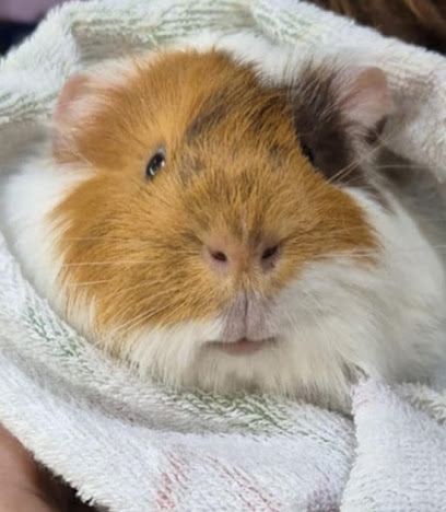 Little Garden Farm Guinea Pig Rescue