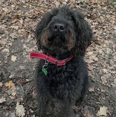 Walking For Paws Nottingham