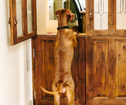 Ardanaiseig Vizsla Home Boarding