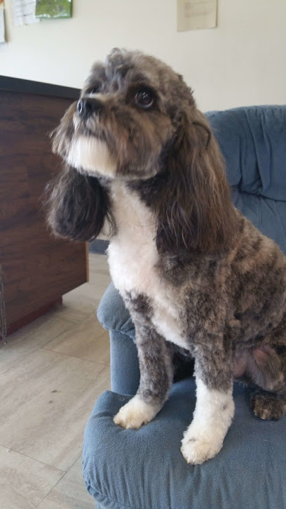 Wiggles & Wags Grooming - Dog Wash | Dog Groomer | Pet Salon | Dog Grooming Service in Portland OR