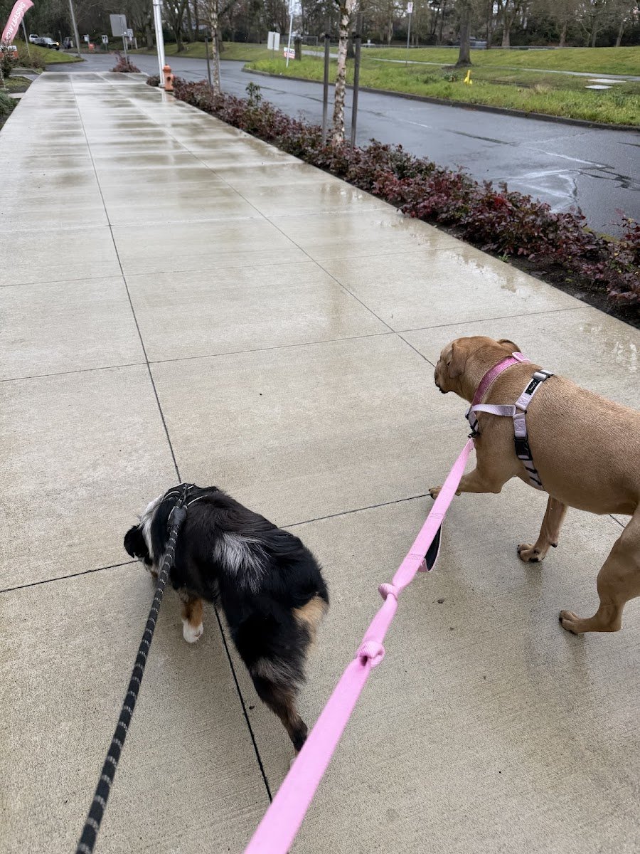 Doggy Walkie - Photo 2