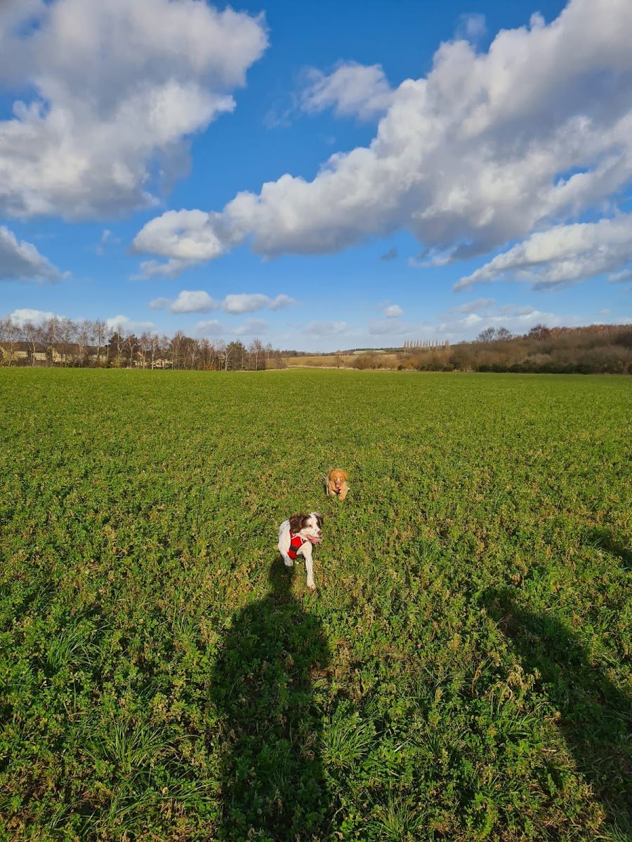 Muddy paws long eaton - Photo 2