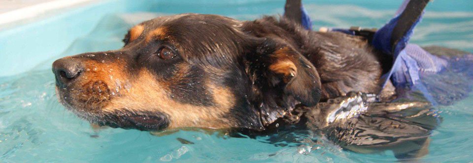 Paws 4 Hydrotherapy - Photo 2