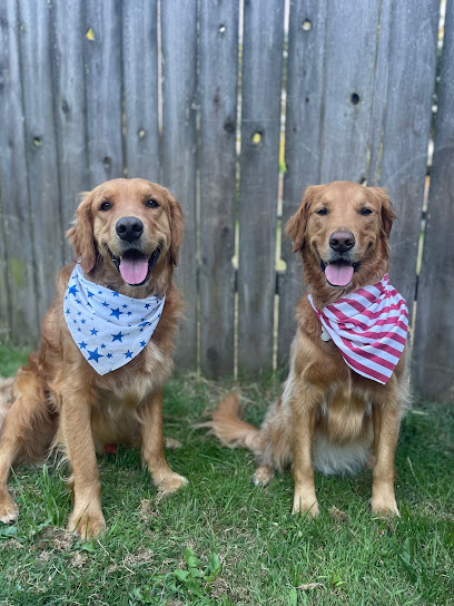 Bingley and Co Dog Training