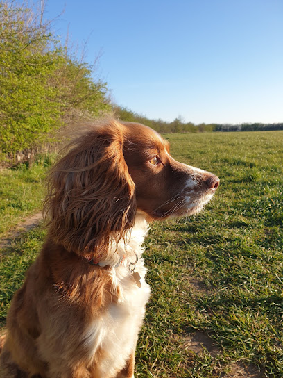 Waggy Walks Pet Services