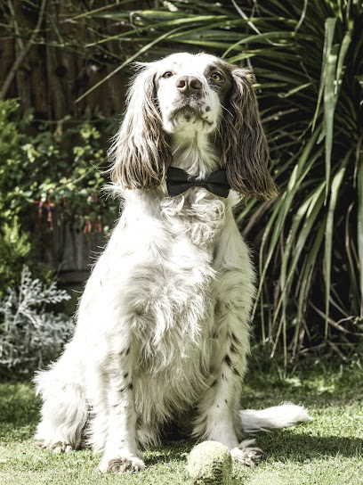 Happy Paws Leicester