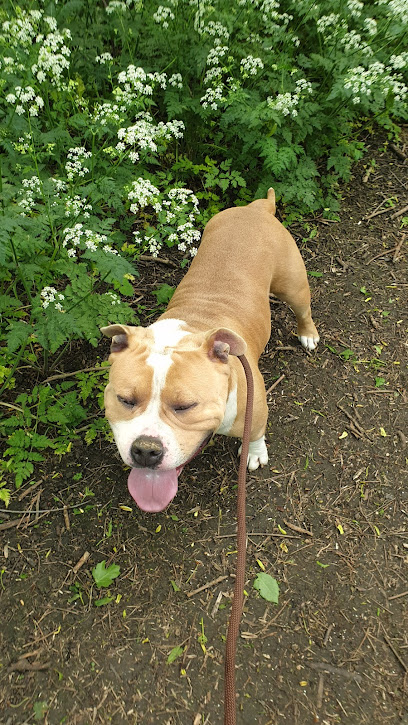 Fuzzy Friends Pet Services