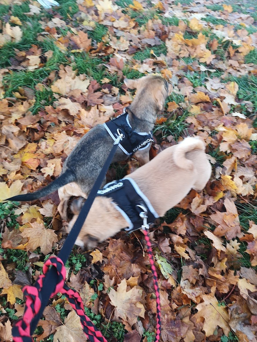 K9-to-5 - Photo 2