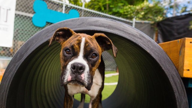 Dogs Dig It - Photo 2