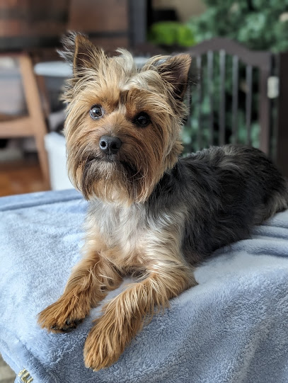 No Bad Dogs Training Solutions - Pet Shop in Portland