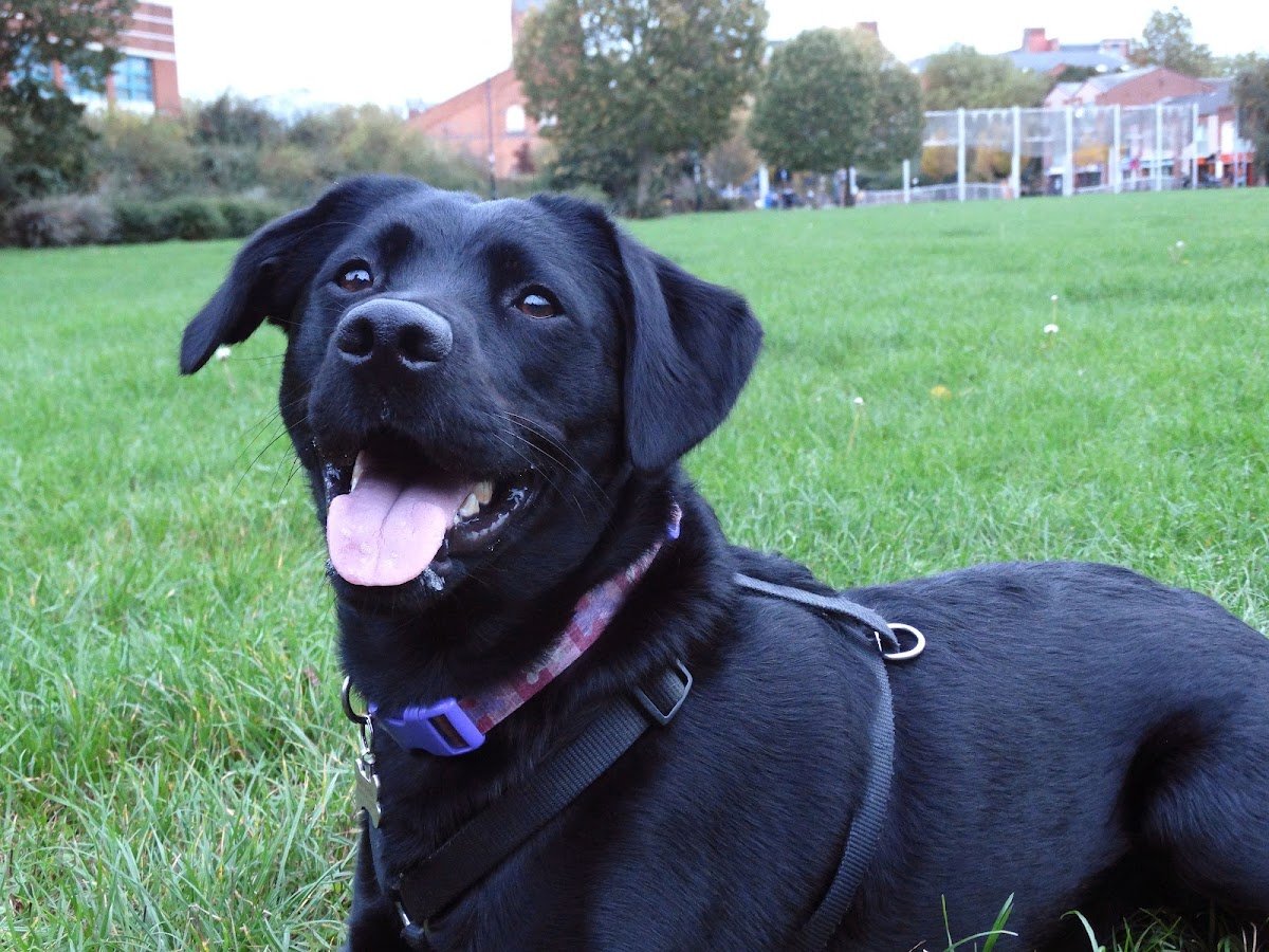 Town Paws - Photo 2