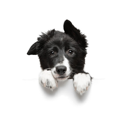 Dog Gone Smarter - Pet Shop in Portland