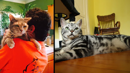 Cats In The City - Luxury Cat Hotel