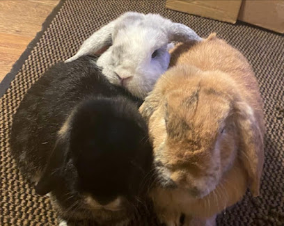 Rabbit and Guinea Pig Boarding Coventry, West Midlands