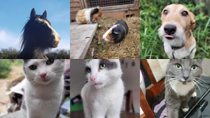 Pet Sitting with Reiki Peace