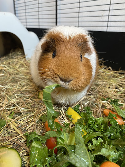 Clover's Pet Boarding - Pet Shop in Coventry