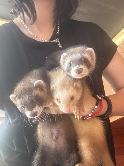 Last Chance Ferret Rescue