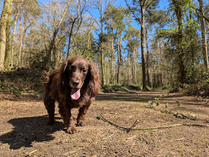 Pup Parade - Adventure Dog Walkers Stratford
