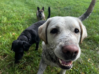 Walt's Walkz Dog Walking Nuneaton