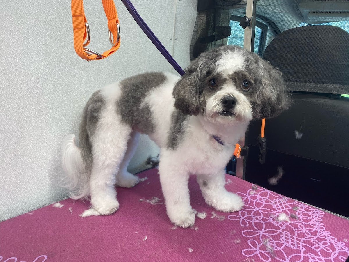 Fur PDX Mobile Pet Grooming - Photo 2