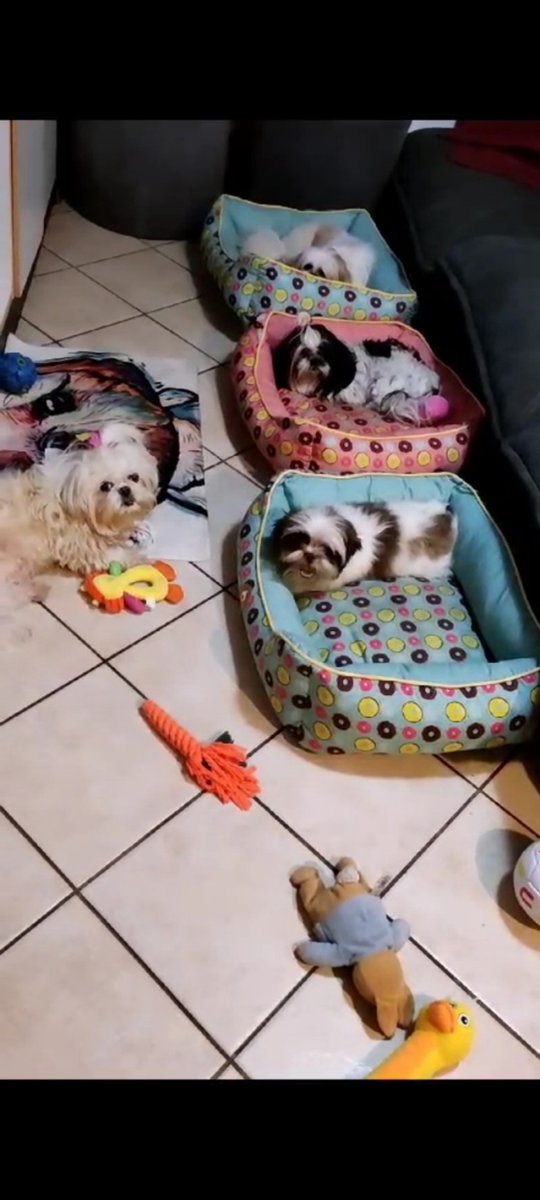 Pet & Love