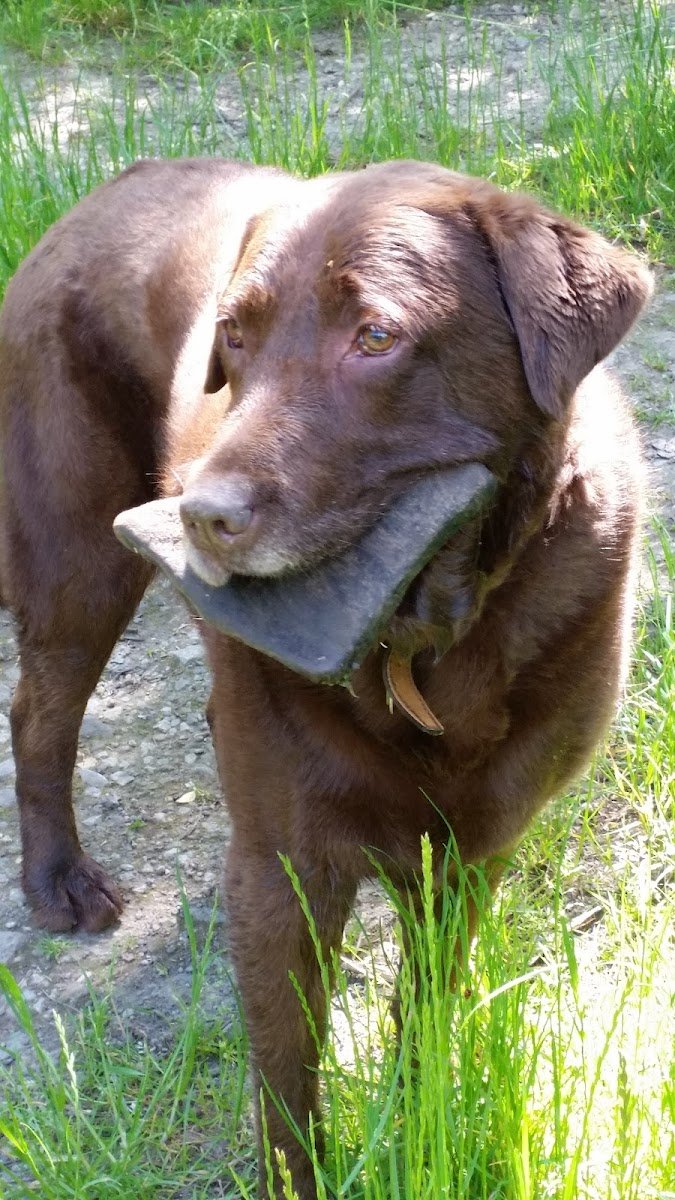 Bush Boarding - Photo 2